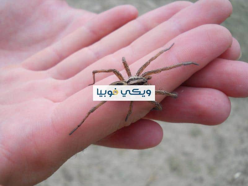 ما هي فوبيا العناكب Arachnophobia وأعراضها وأسبابها وعلاجها؟ فوبيا العناكب