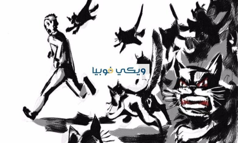 فوبيا القطط: دليل شامل عن رهاب الخوف من القطط (أيلوروفوبيا) فوبيا القطط