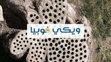 علاج التريبوفوبيا: طرق علاج فوبيا النخاريب وأعراضها علاج التريبوفوبيا