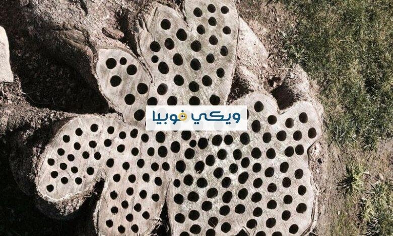 علاج التريبوفوبيا: طرق علاج فوبيا النخاريب وأعراضها علاج التريبوفوبيا
