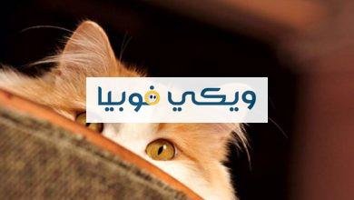 كيف اتخلص من فوبيا القطط