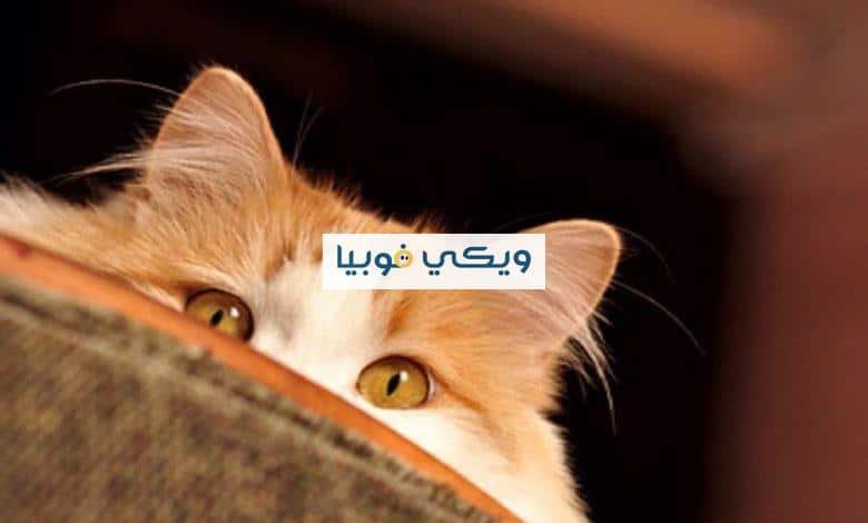 كيف اتخلص من فوبيا القطط؟ تعرّف على علاج الخوف من القطط كيف اتخلص من فوبيا القطط