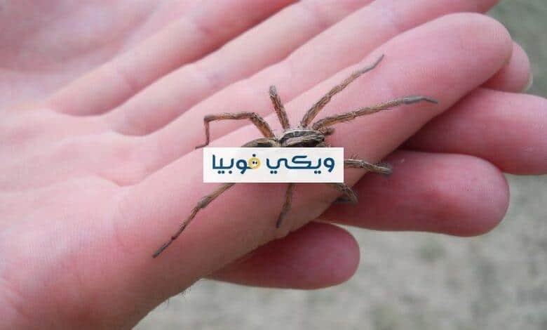 ما هي فوبيا العناكب Arachnophobia وأعراضها وأسبابها وعلاجها؟ فوبيا العناكب