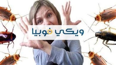 ما هي فوبيا الحشرات