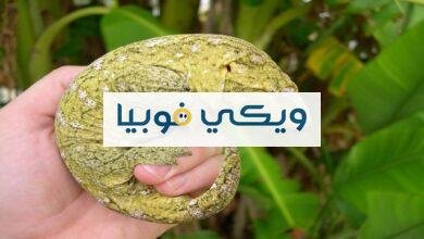 علاج فوبيا الزواحف