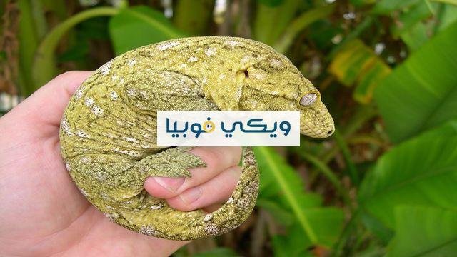 7 طرق فعالة في علاج فوبيا الزواحف والخوف منها علاج فوبيا الزواحف
