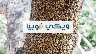 كيف اتخطى فوبيا الثقوب