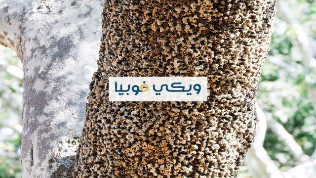 كيف اتخطى فوبيا الثقوب؟ تعرّف على طرق العلاج كيف اتخطى فوبيا الثقوب