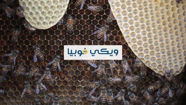 ماهي فوبيا الثقوب؟ حقيقة رهاب النخاريب ماهي فوبيا الثقوب