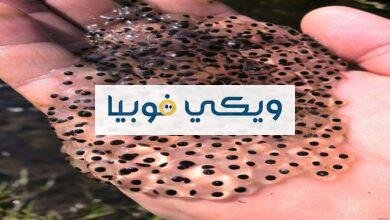 فوبيا الثقوب اليد